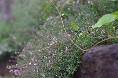 IMGP6136-s.jpg