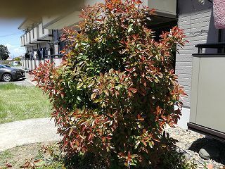 IMG_20170519_113346-m.jpg