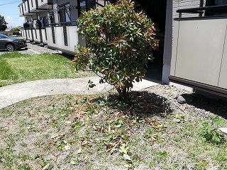 IMG_20170519_121905-m.jpg