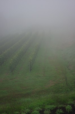 IMGP6158-s.jpg