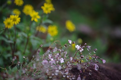 IMGP6180-s.jpg